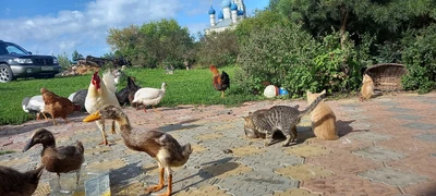 Крестьянское подворье (Зоопарк )