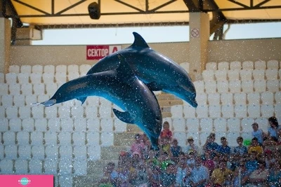 "Немо", дельфинарий, дельфинотерапия, купание с дельфинами, пингвинарий, океанариум, Анапа