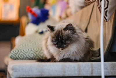 Котофейня (Антикафе )