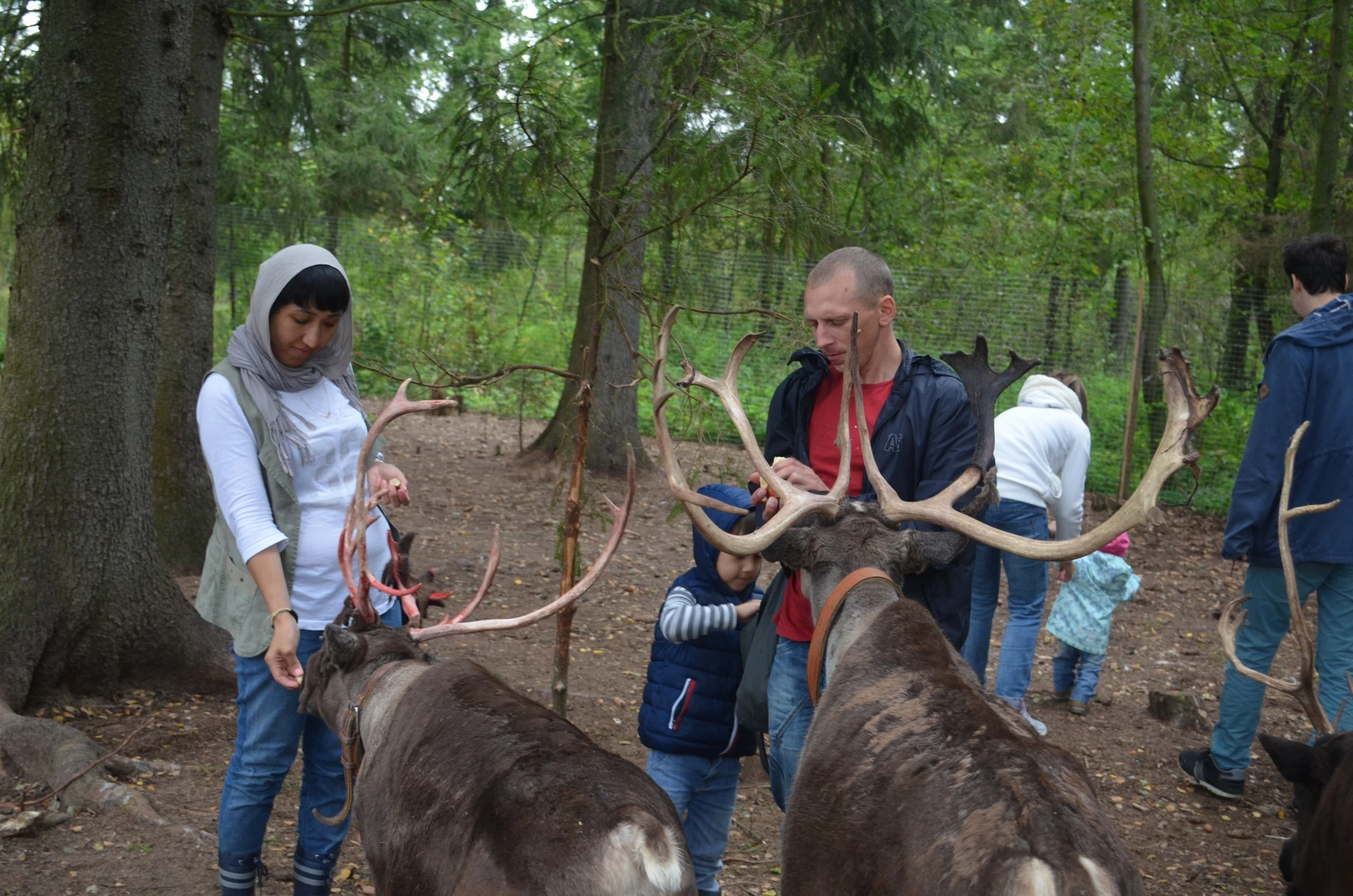 Организация корпоративных и групповых посещений в Ферме оленей