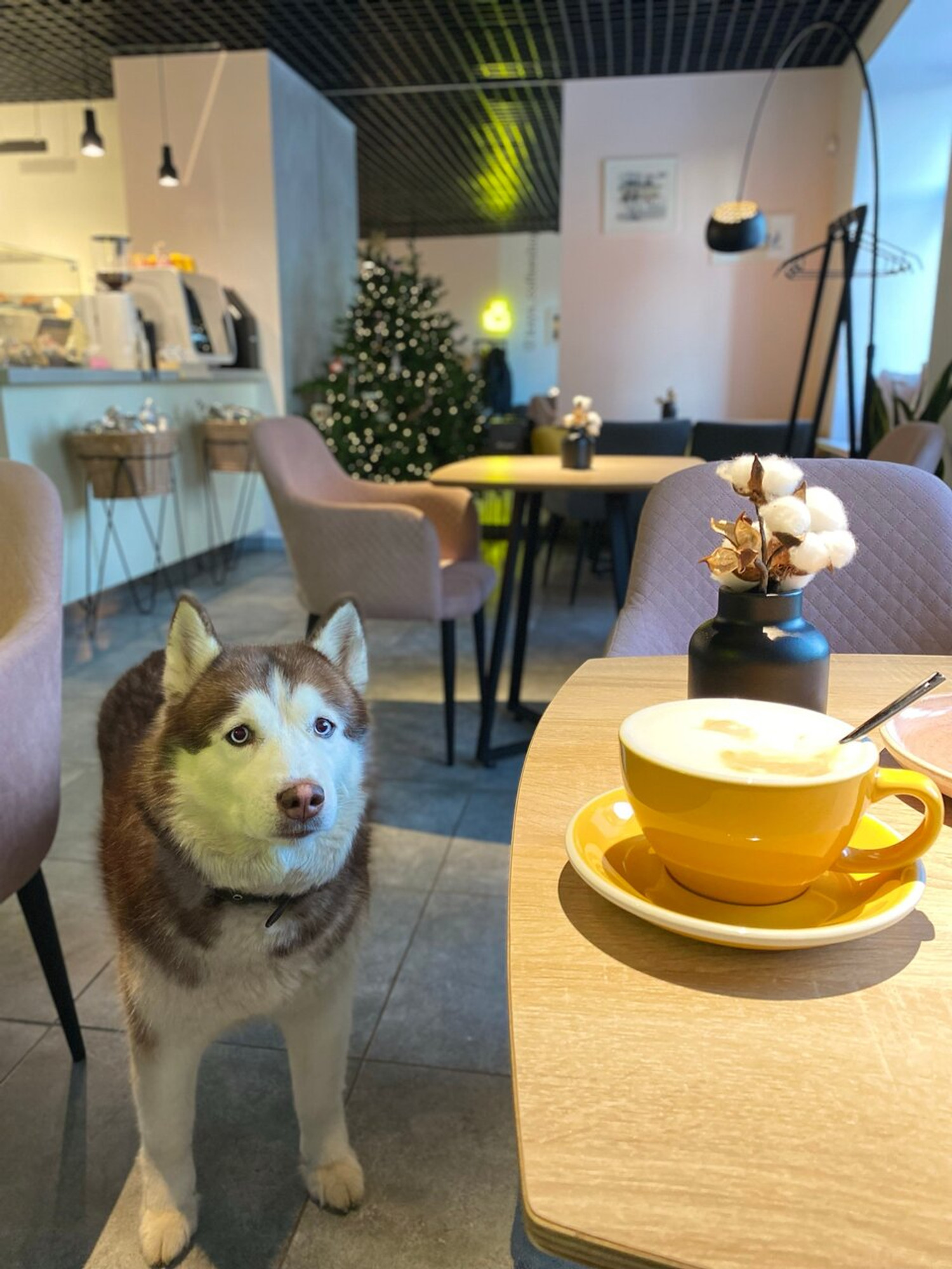 Kaya Coffee Shop, Кофейня, dog friendly место