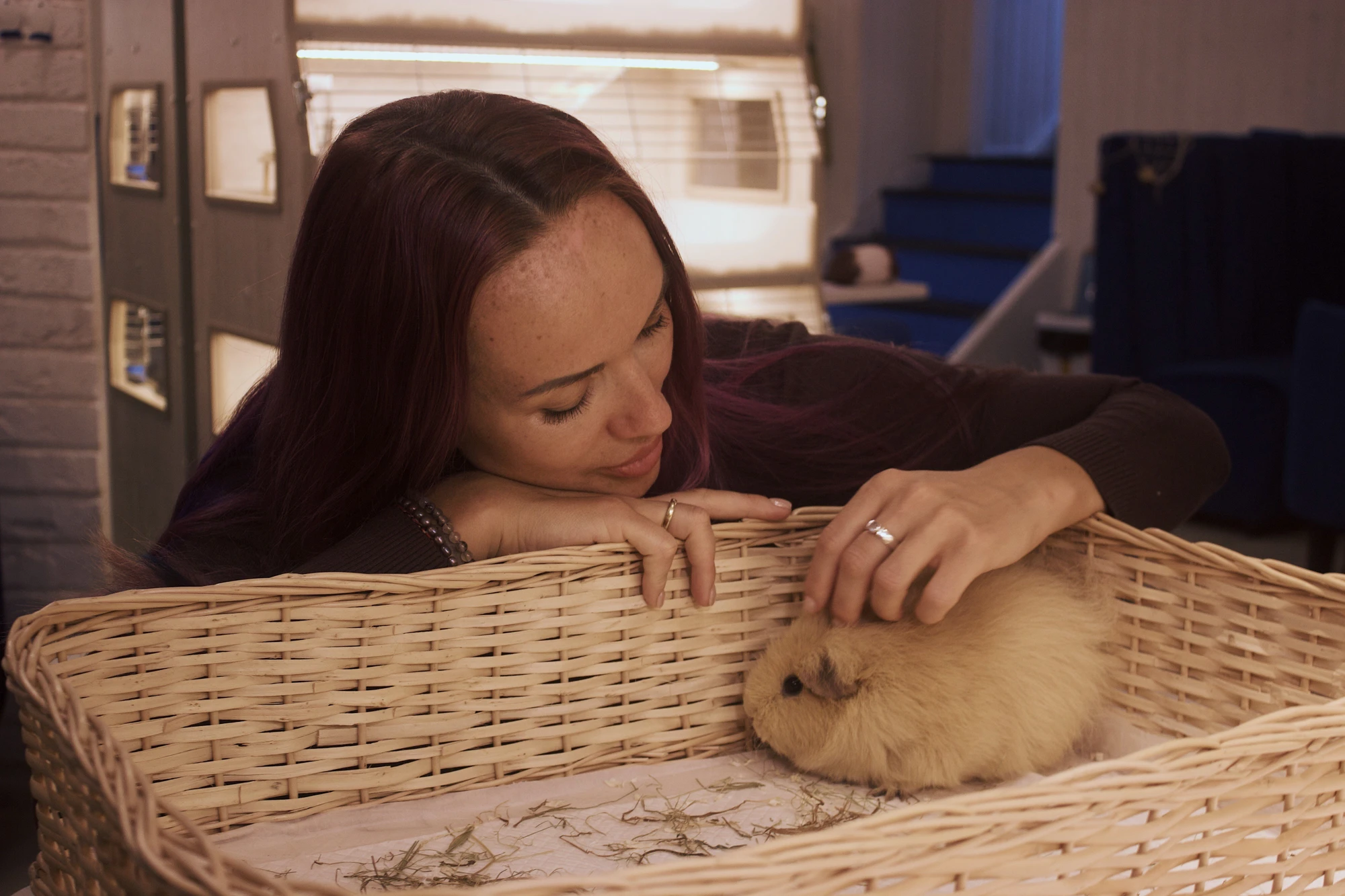 Моресвинок- контактный зоопарк с морскими свинками