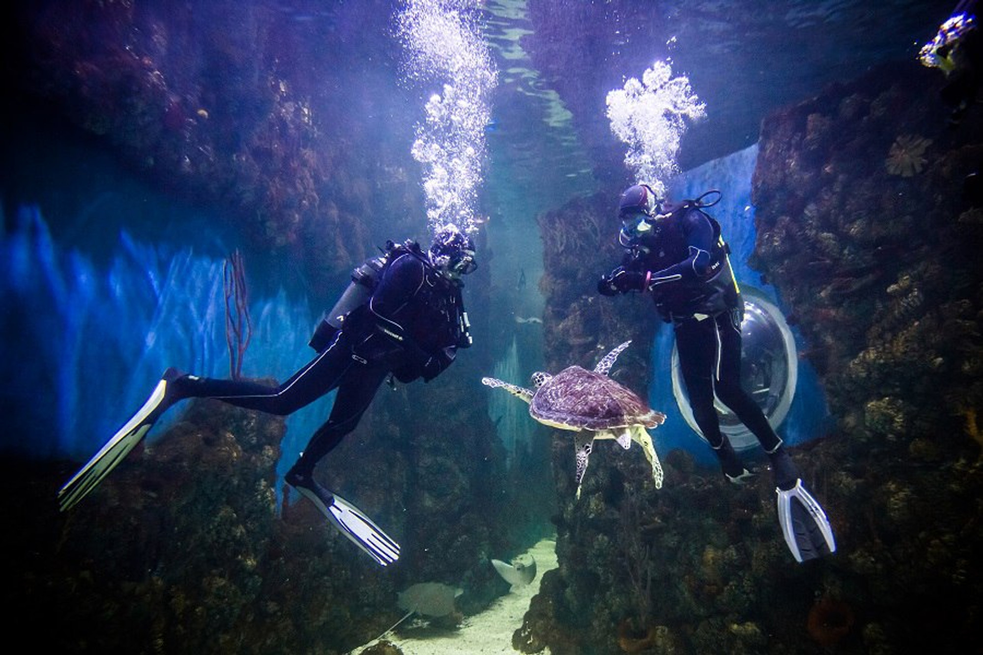 Фото с официальной страницы:&nbsp;https://vk.com/crocusoceanarium