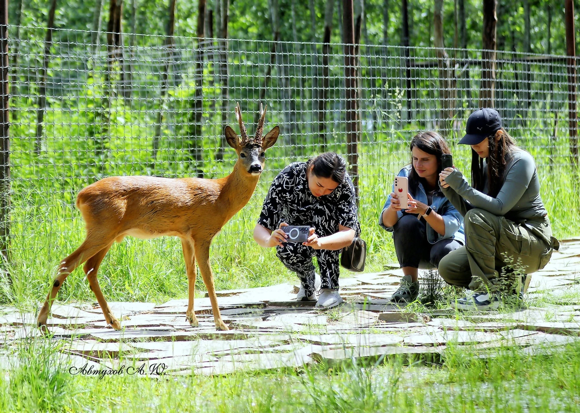 Фото: safaripark50.ru