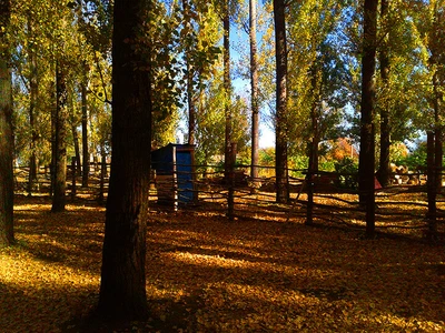 "Тополиная роща" (Парк культуры и отдыха)