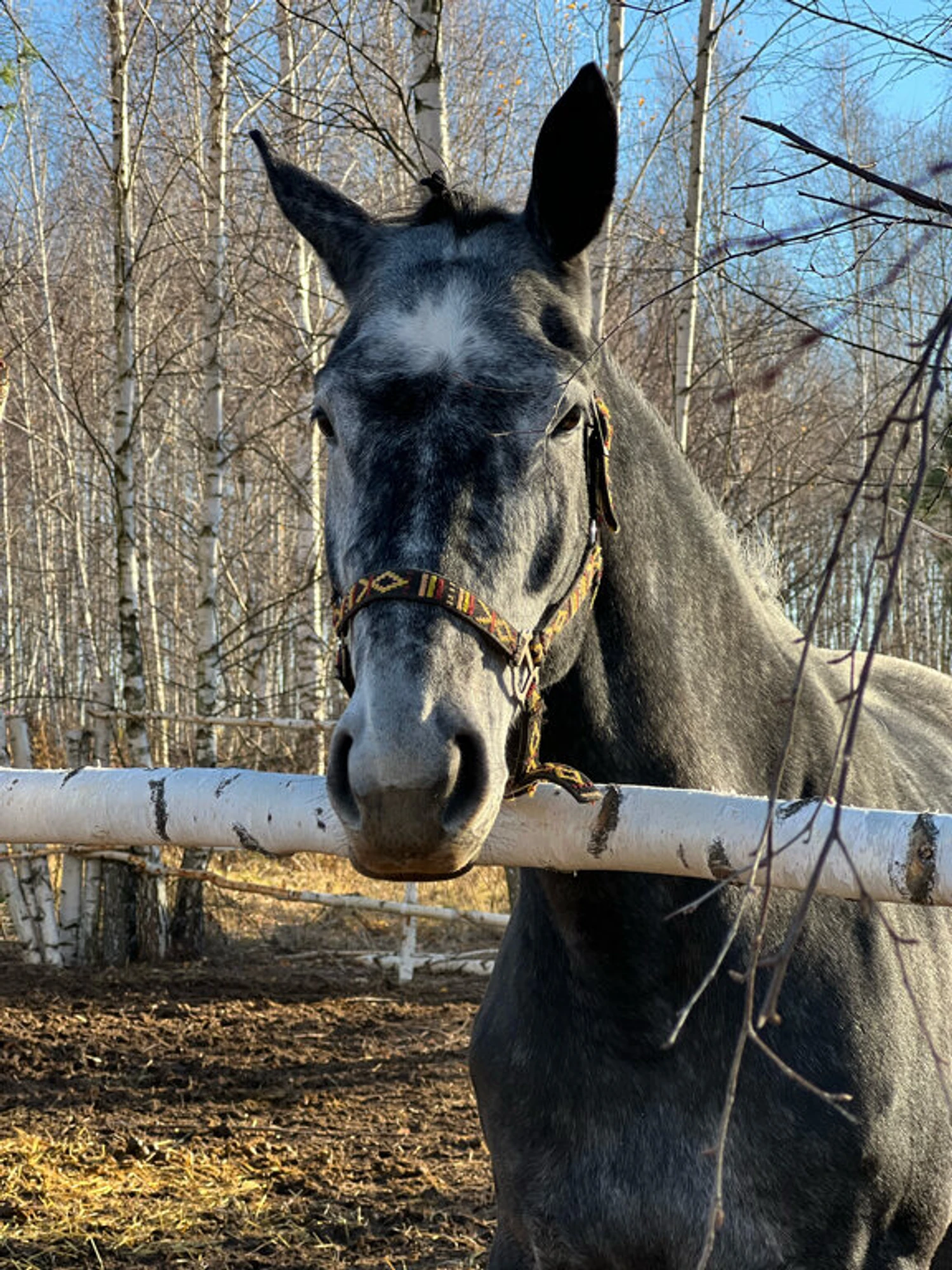 Dream horse (Конный клуб )