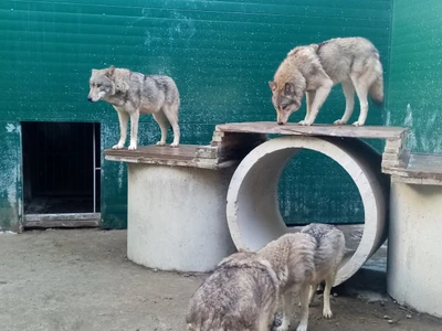 Иркутский зоопарк (Зоопарк)