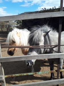 Буян (Конный клуб )