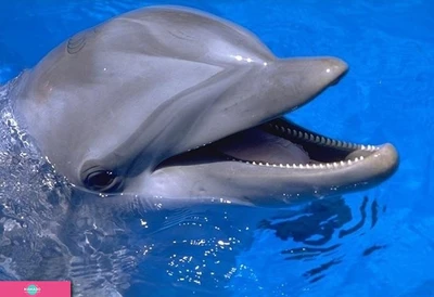 Приморский дельфинарий в бухте Средняя в Находке, Приморский край 