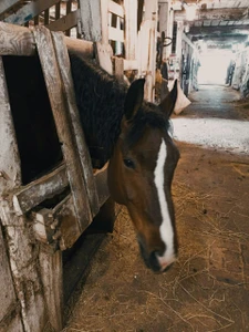 Серая лошадь (Конный клуб )