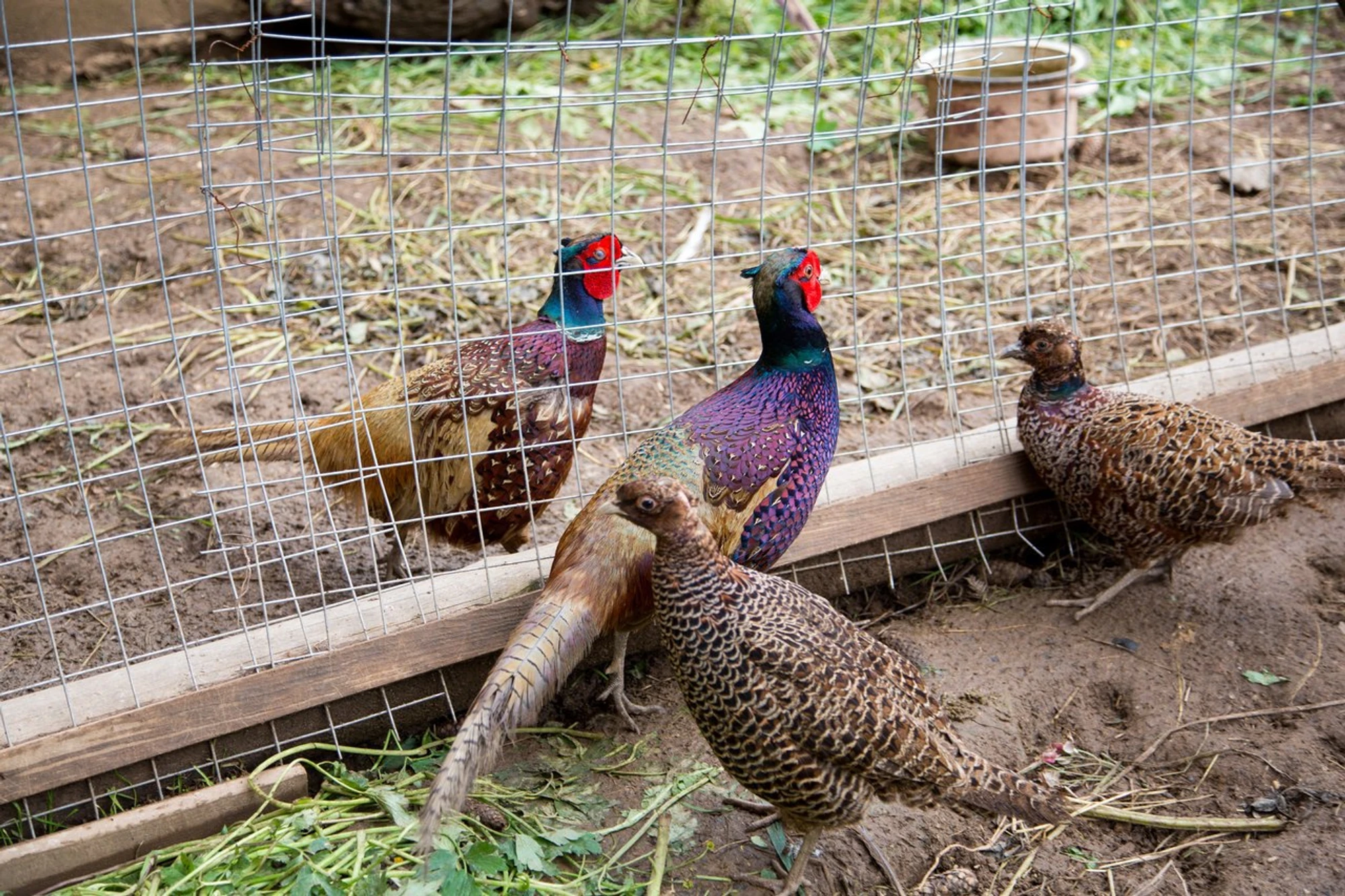 Организация корпоративных и групповых посещений в Ферме оленей