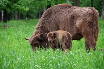 Экскурсия по экологической тропе «Дорога к зубрам»
