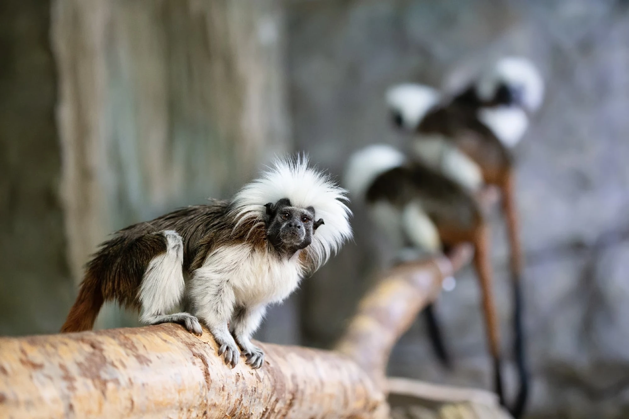Фото:&nbsp;vk.com/ekzoopark_spb