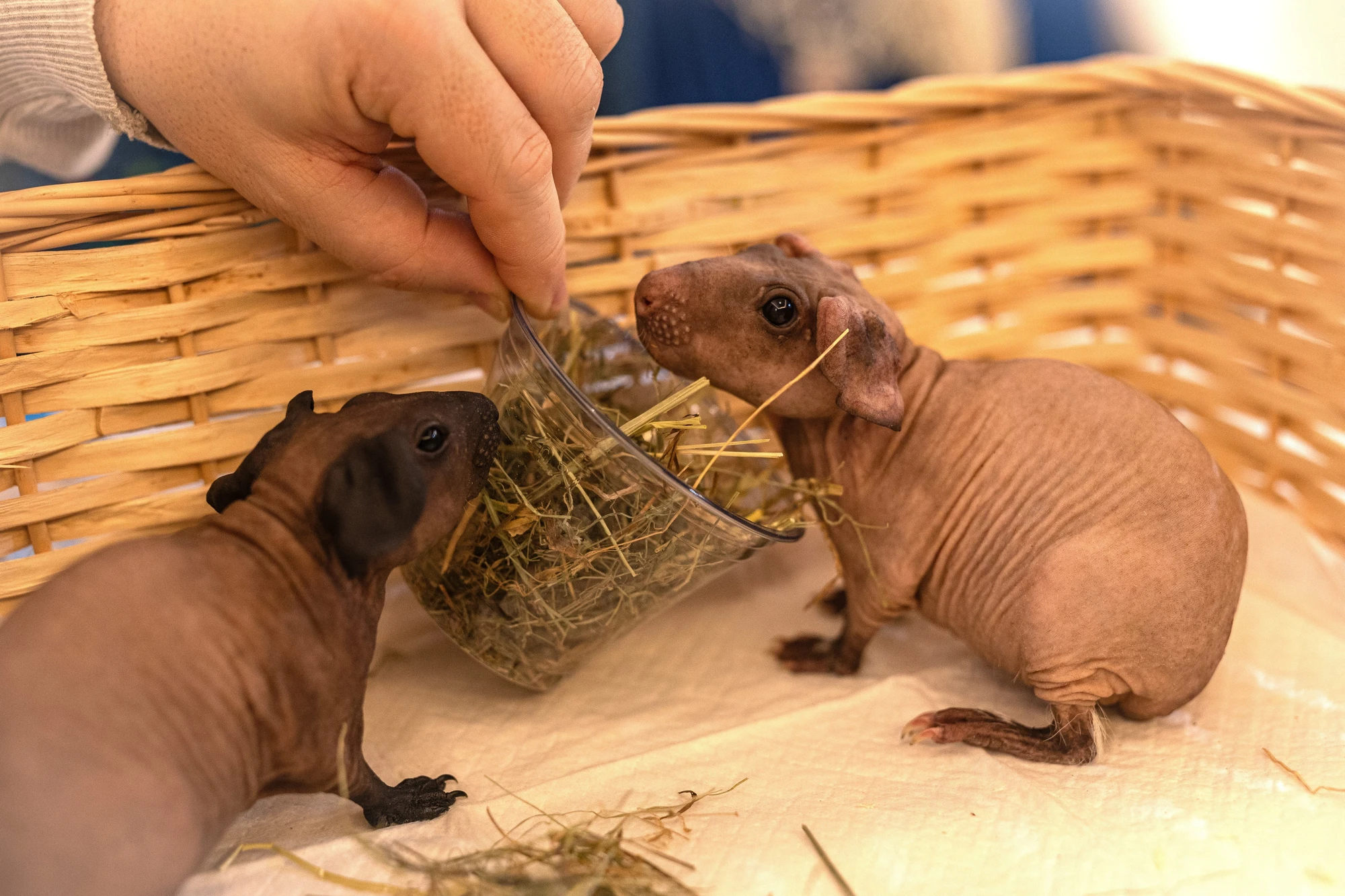Моресвинок- контактный зоопарк с морскими свинками