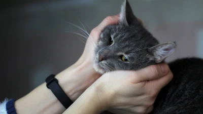 Котокафе "Город кошек" в Кудрово
