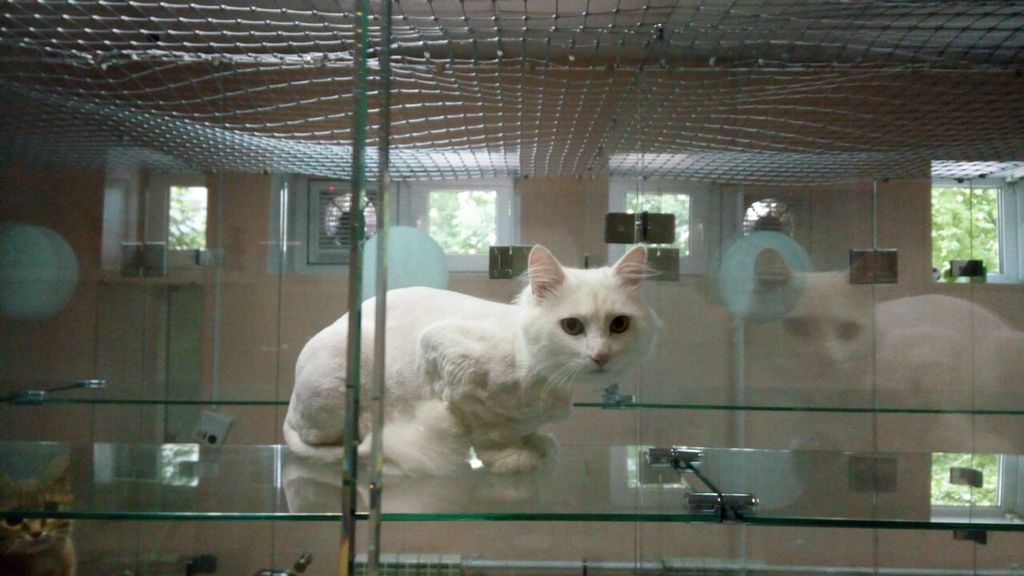 Кошкин Дом (Гостиница для животных )