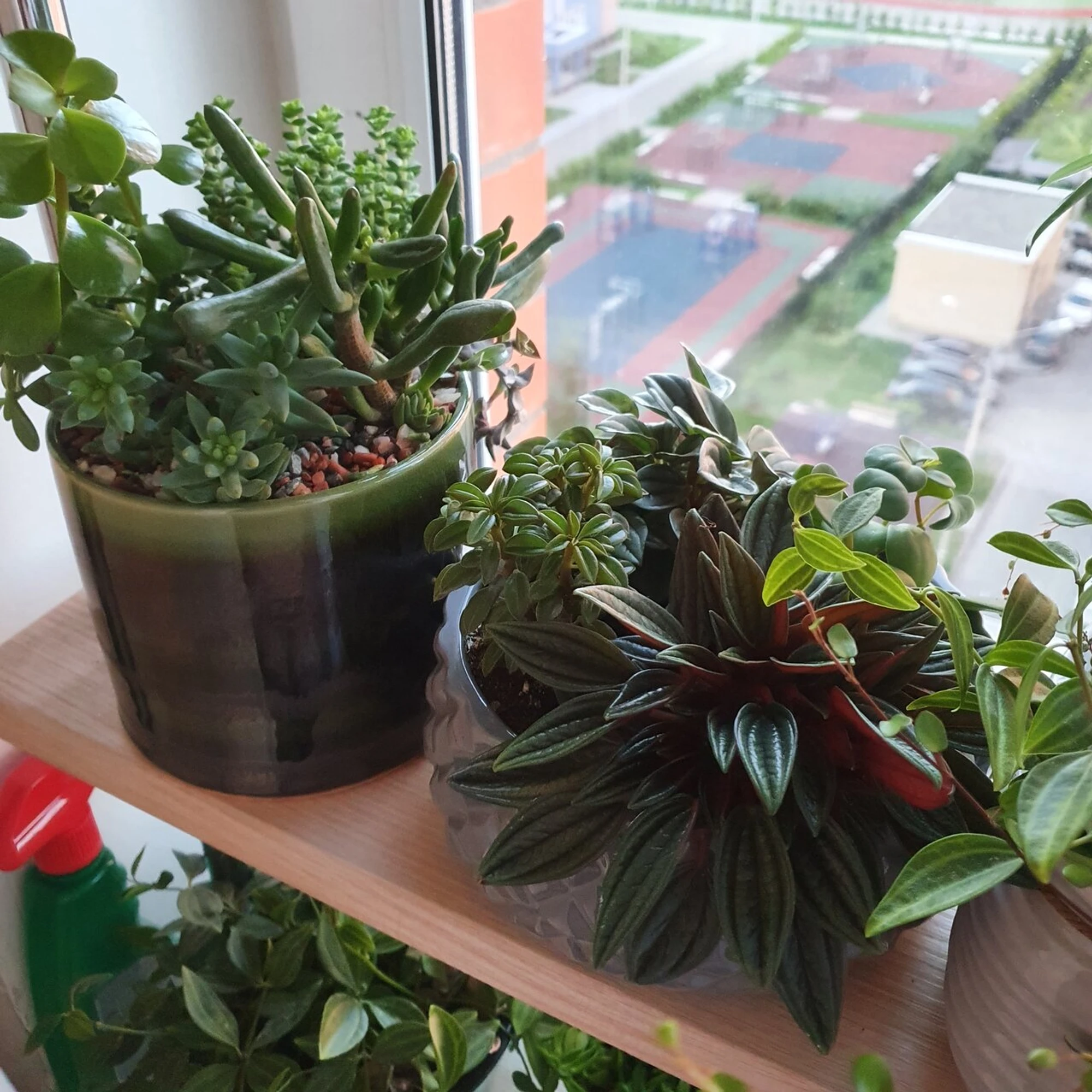 Happyplants_story (Озеленение помещений )