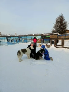 Питомник северных ездовых собак Деревня Хаски (Клуб любителей животных )