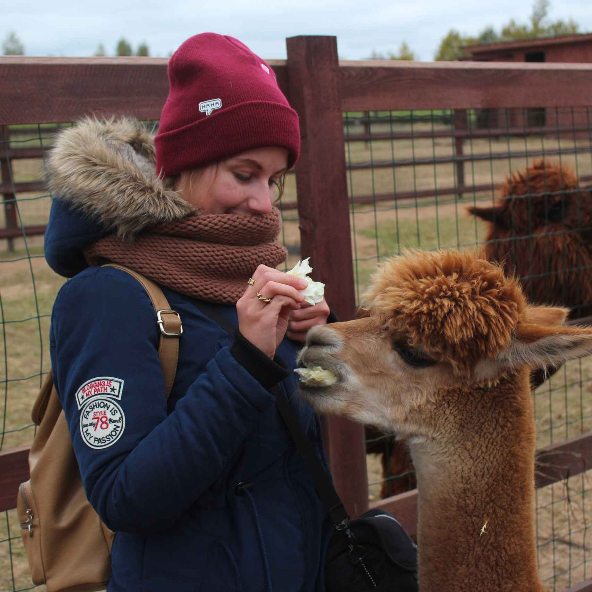 Фото: vk.com/russian_alpacas