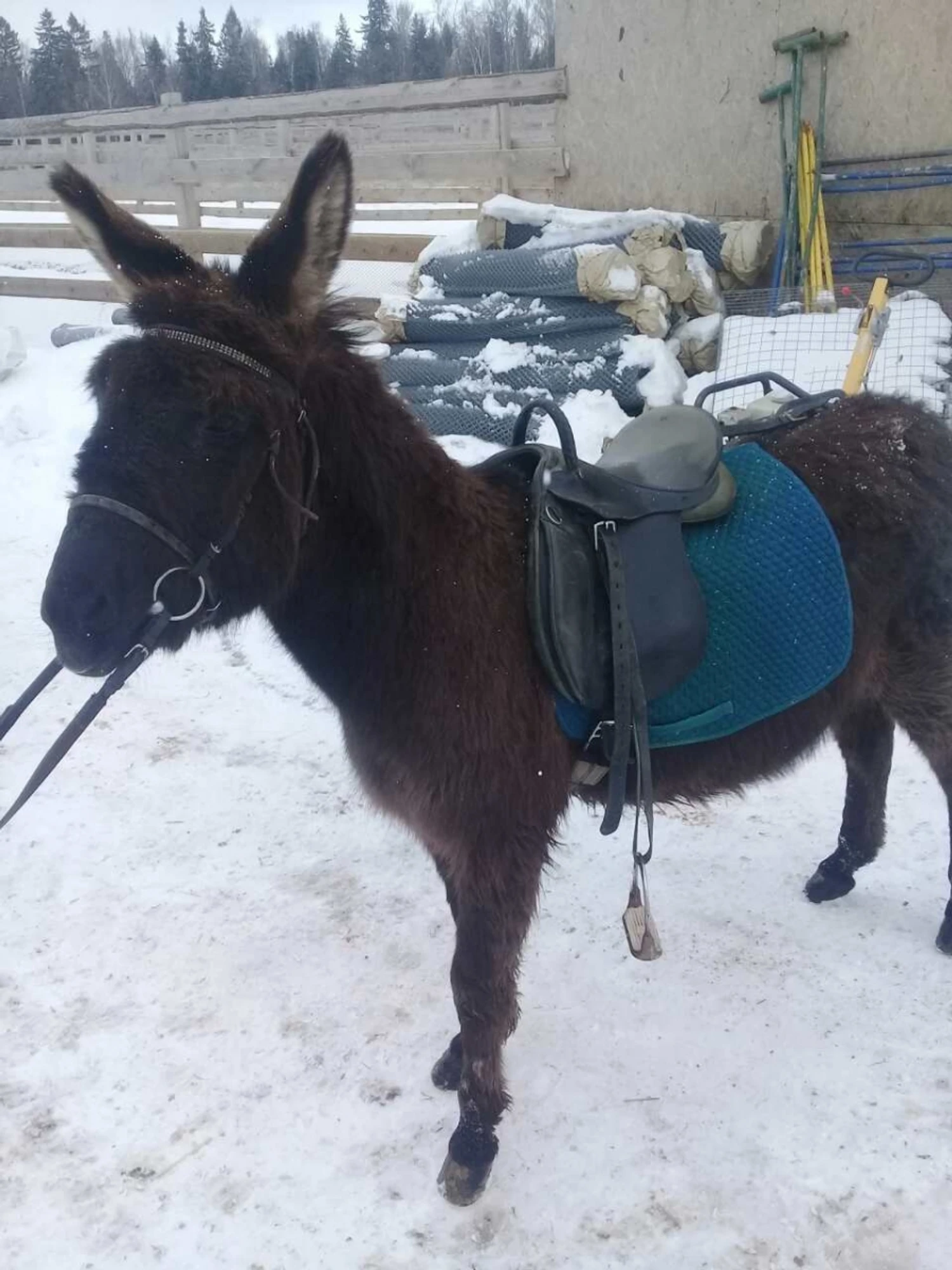 Экскурсии для школьников в "Страусленд"