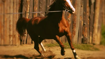 Конный клуб "ГРАЦИЯ"