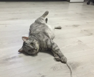 Скорая круглосуточная ветеринарная помощь (Ветеринарная клиника )