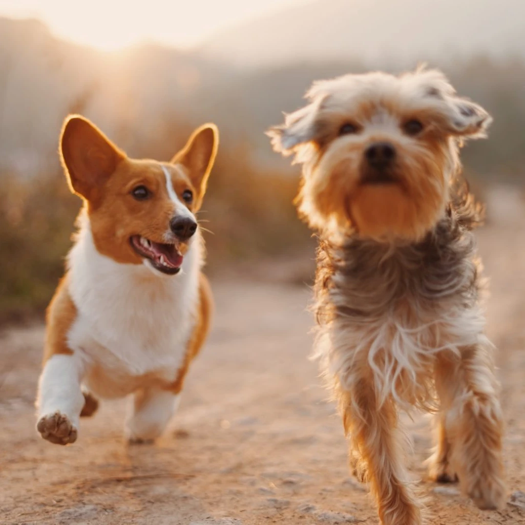 Pet Friendly в парк-отеле "Horseka Resort"
