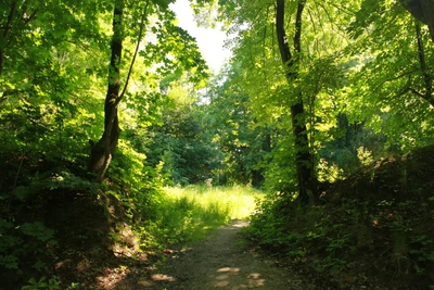 Суздальский парк (Парк культуры и отдыха )