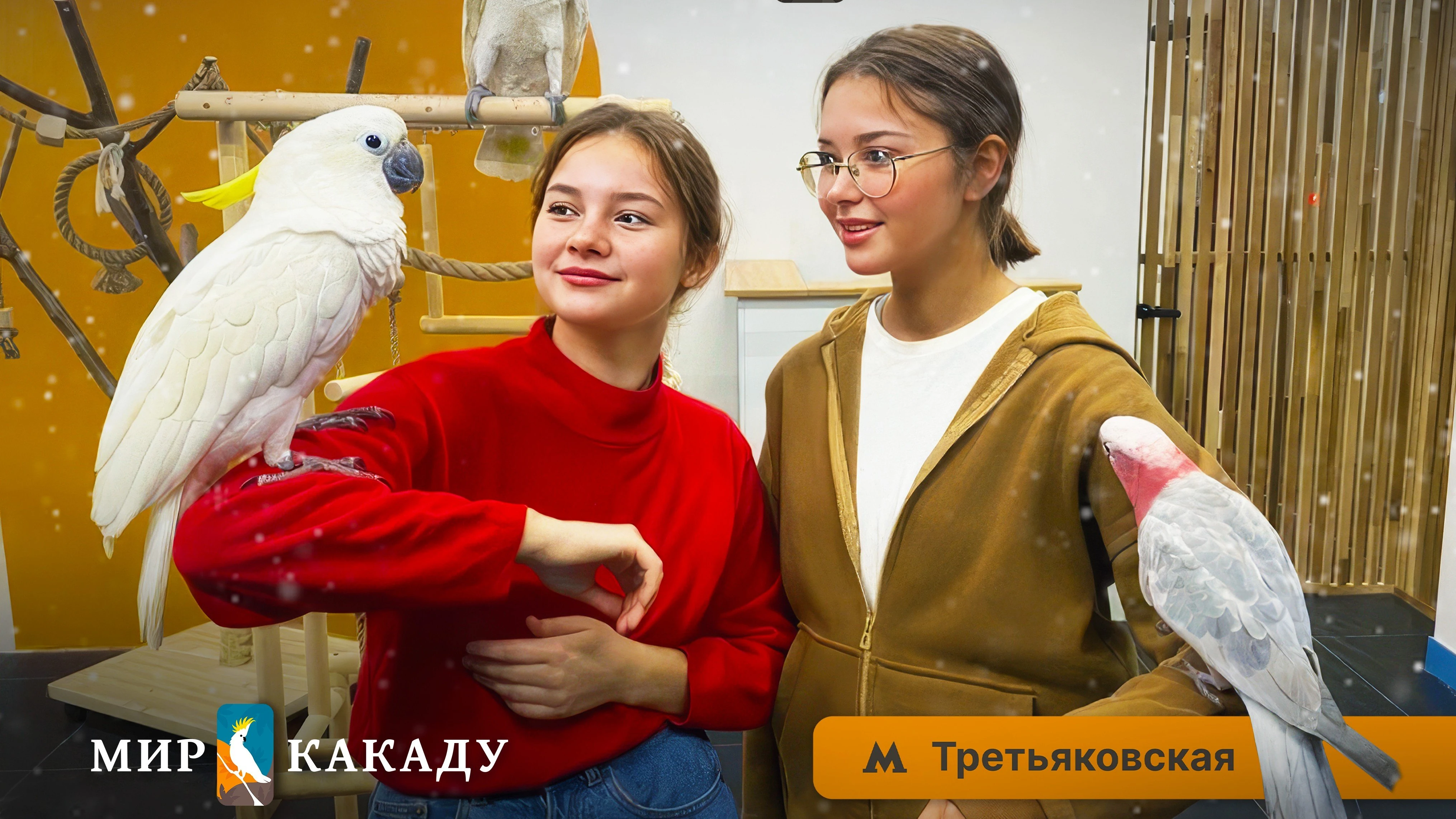 "Мир Какаду", тайм-кафе с попугаями какаду