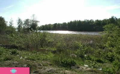 Юнтоловский заказник. Юнтоловская лесная дача