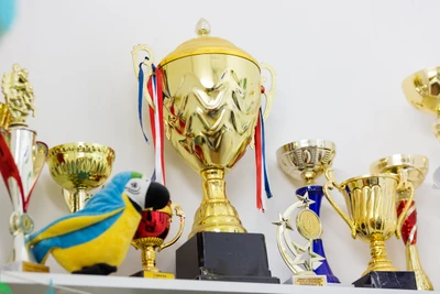 Jungle Bjj (Спортивный клуб, секция)