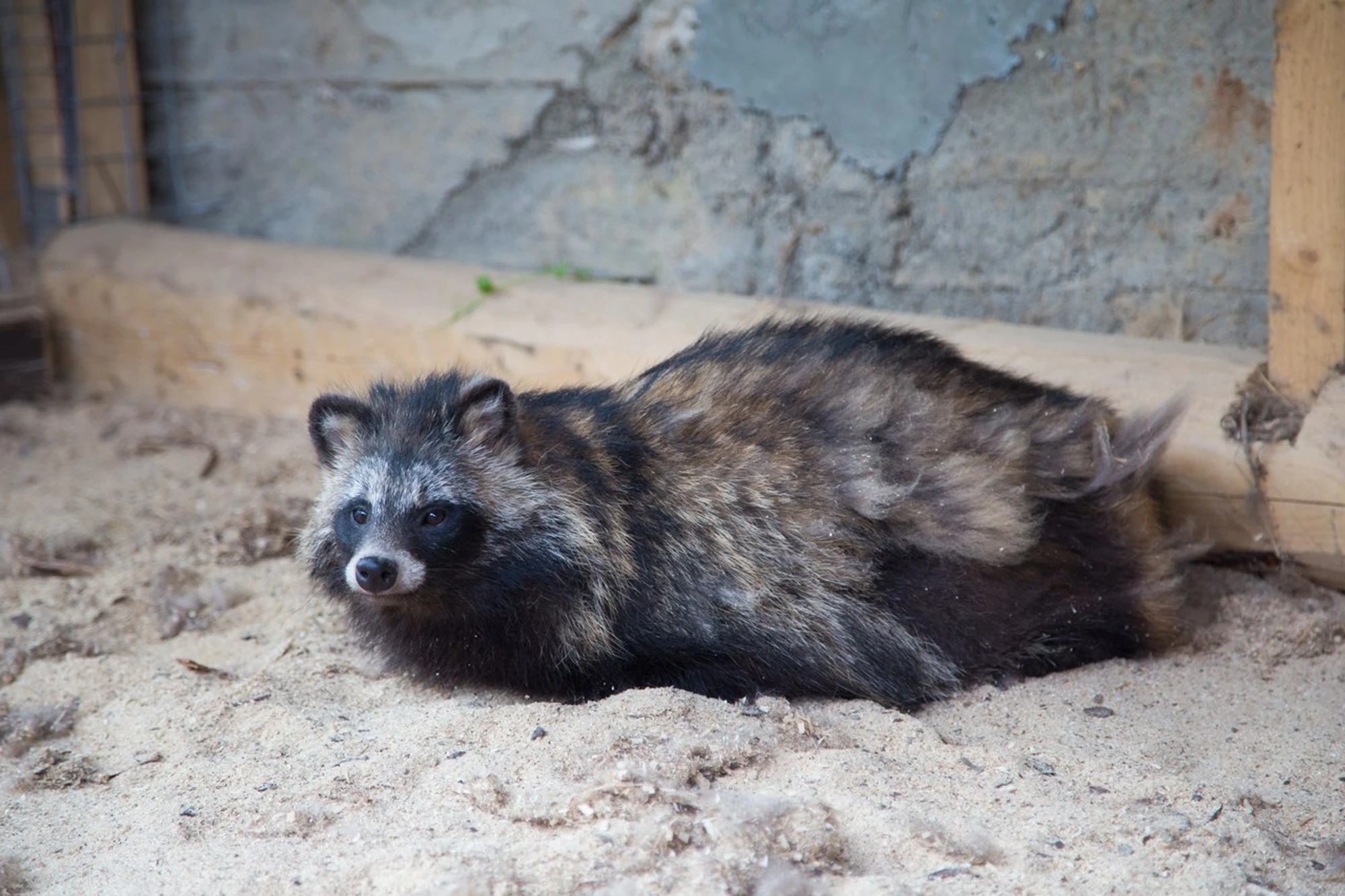 Организация корпоративных и групповых посещений в Ферме оленей
