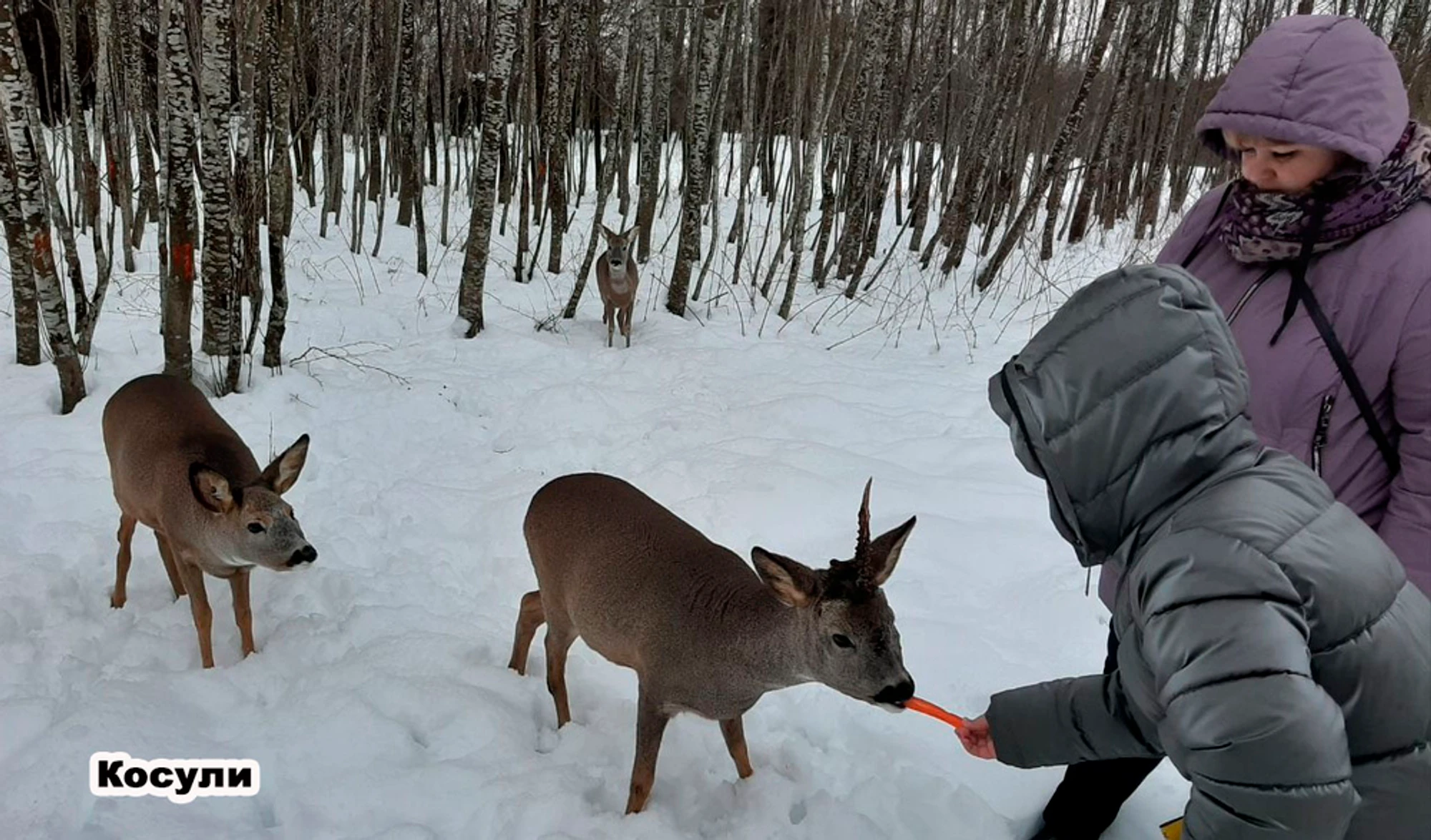 Экскурсия в Парк копытных и птиц