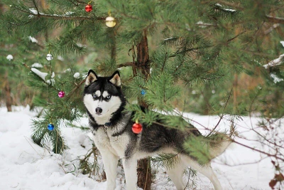 Сказки с хаски в клубе "На хаски до Аляски"