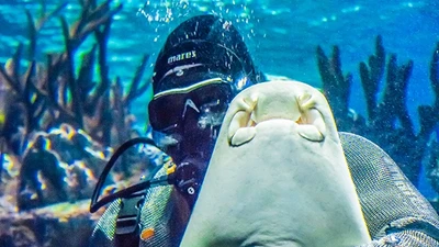 Сертификат на погружение с акулами в Океанариуме