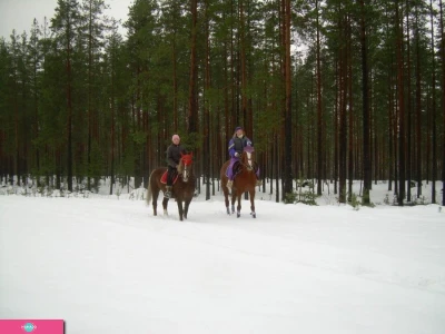 КСК "Позитив", конноспортивный клуб на ст. Петяярви, Ленинградская область
