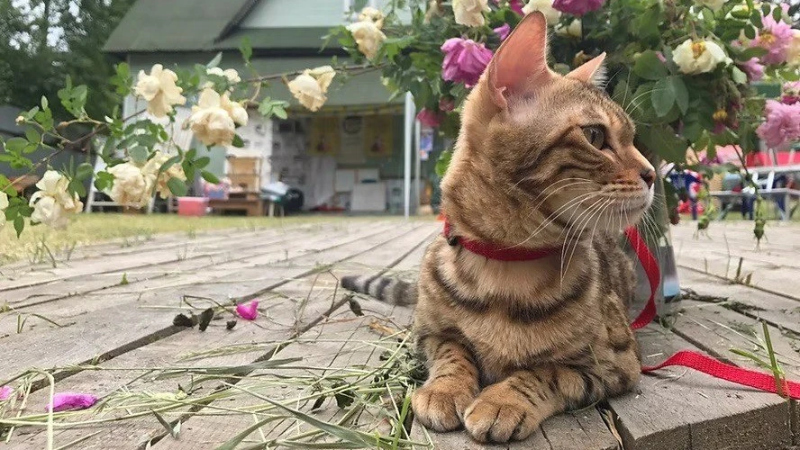 "Музей-КотЭдж", музей кошки во Всеволожске