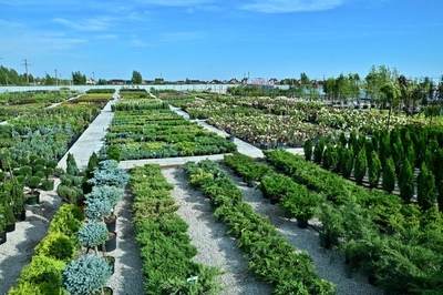 Питомник декоративных и плодовых культур "Курай" (Питомник растений )