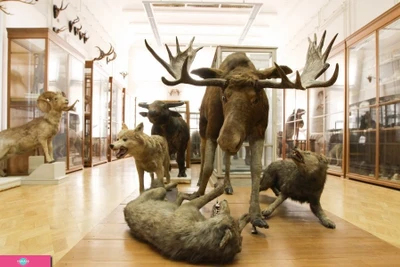 Зоологический музей и гербарий им. Э.А. Эверсмана, Казань