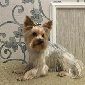 Сенбернар (Ветеринарная клиника )