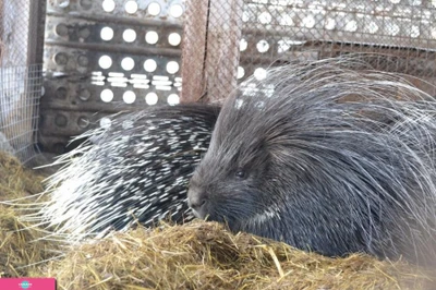 "В гостях у Лёвы", зоосад в селе Гаровка-1, Хабаровский край
