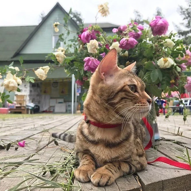 "Музей-КотЭдж", музей кошки во Всеволожске