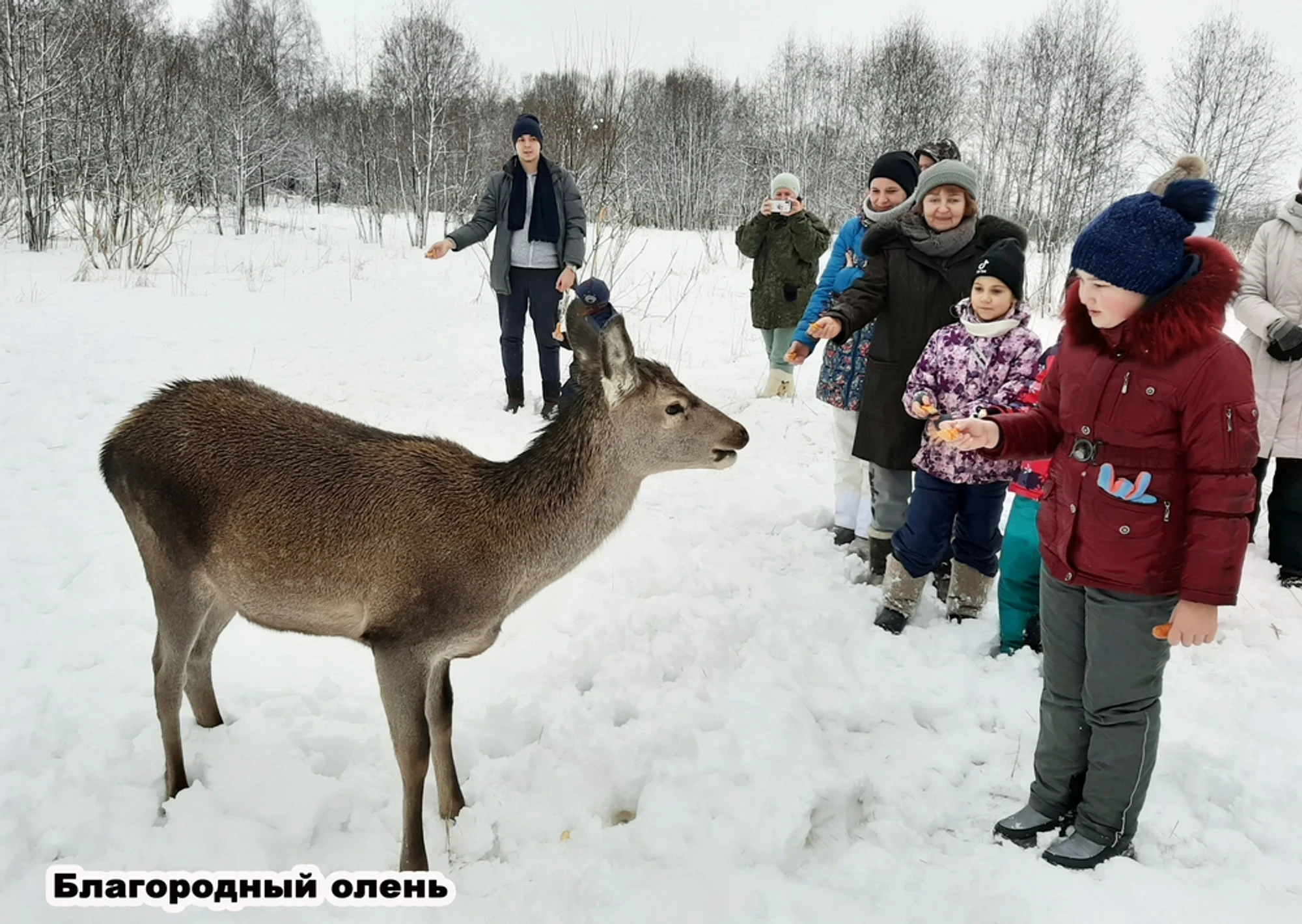 Фото: safaripark50.ru