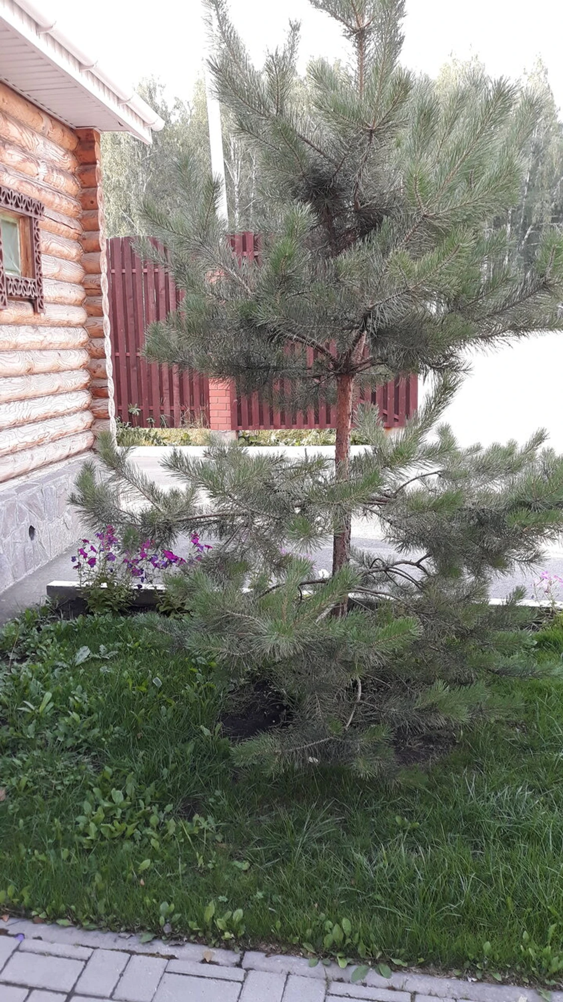 Софийские бани (Баня)