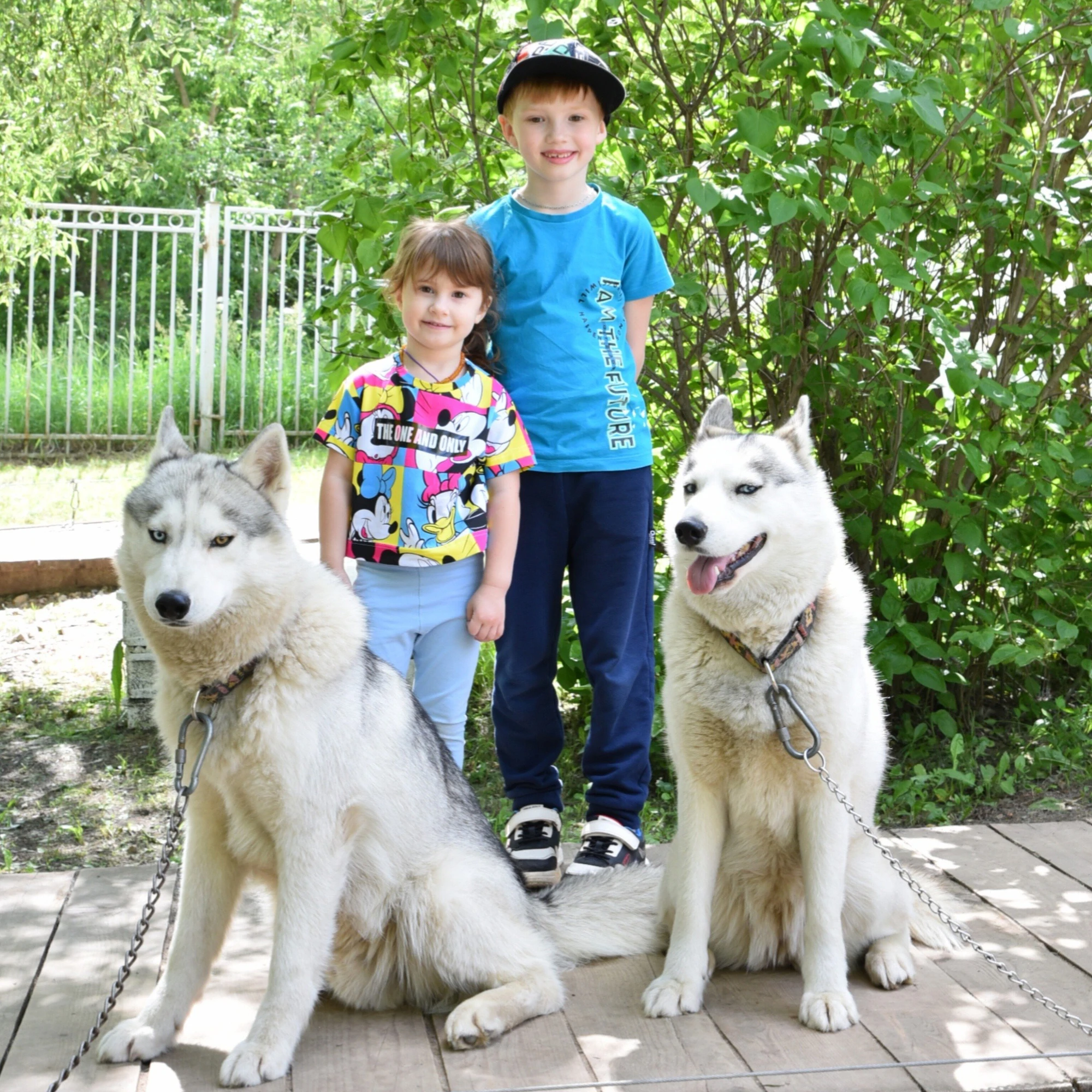 Сертификат на посещение парка "Хаски Лэнд" в Назарьево