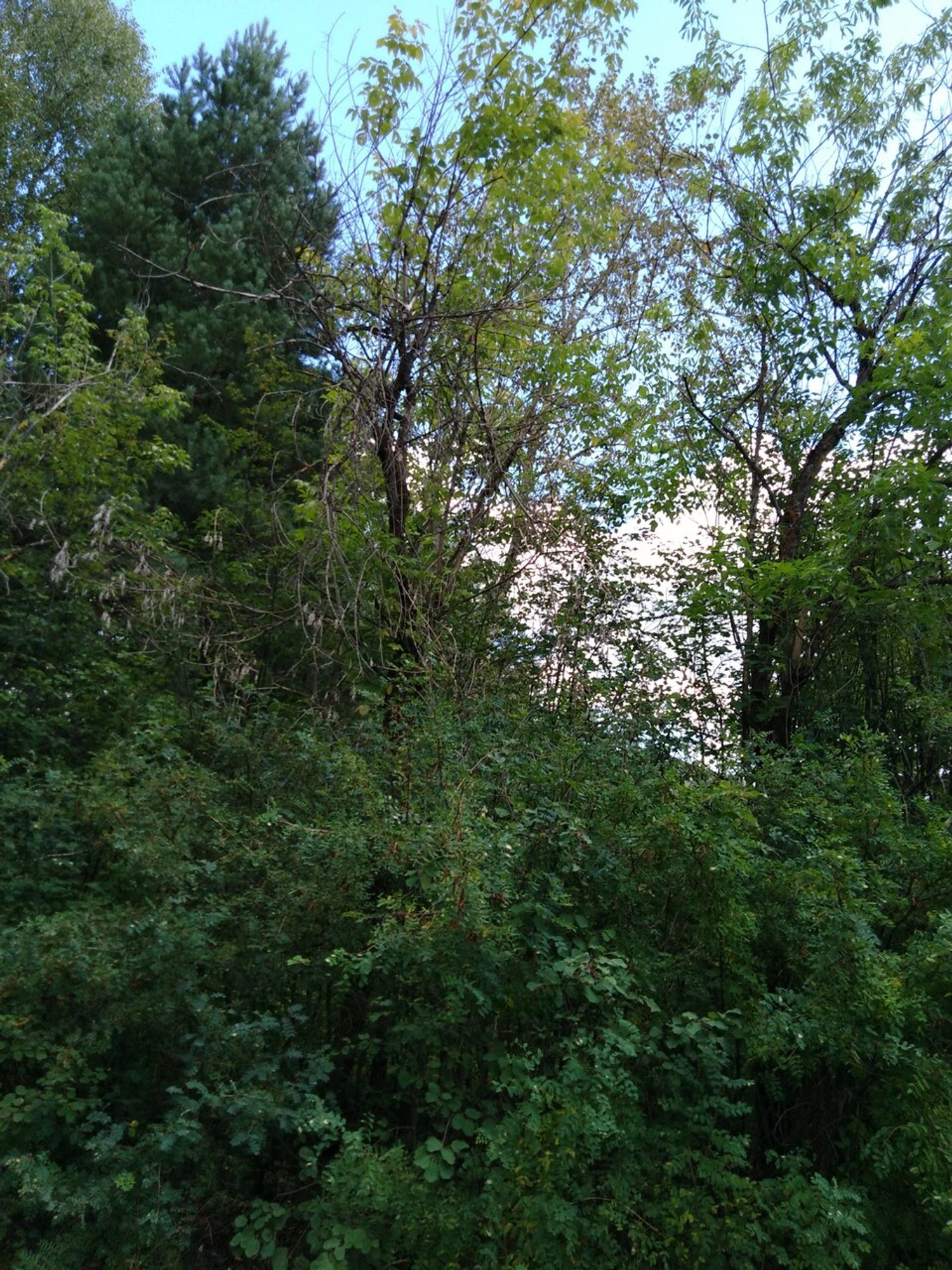 Больничный парк (Парк культуры и отдыха )