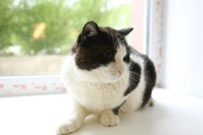 Тигра (Ветеринарная клиника )