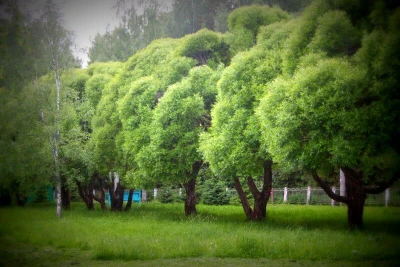 Детский оздоровительный центр Иволга (Дополнительное образование )