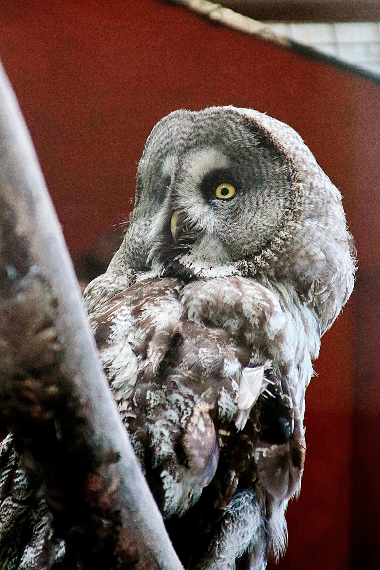 Фото: vk.com/spbzoopark