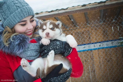 Питомник сибирских хаски Клан Симурана (Питомник животных )